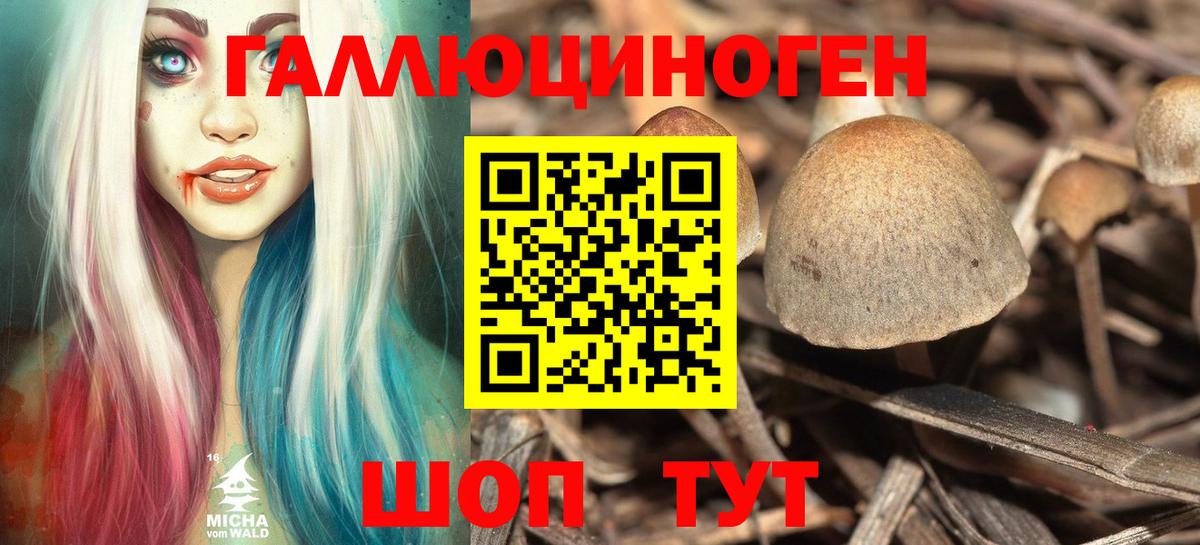 Галлюциногенные грибы Psilocybine cubensis  Камень-на-Оби 