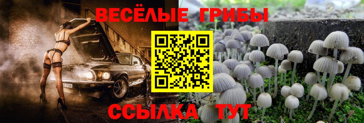 Псилоцибиновые грибы Cubensis Камень-на-Оби